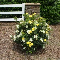 Sunny Knock Out® Rose -Brighter Blooms Sunny knockout rose Shrub 2 BB