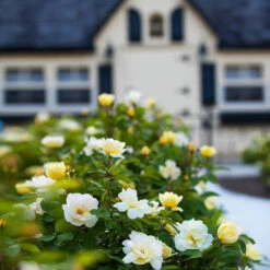 Sunny Knock Out® Rose -Brighter Blooms Sunny knockout rose Shrub 4 BB