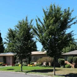 Emerald Sunshine® Elm Tree 9 Emerald Sunshine® Elm Tree -Brighter Blooms Sunshine Elm 1