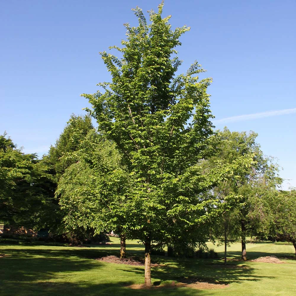 Emerald Sunshine® Elm Tree 4 Emerald Sunshine® Elm Tree - Image 2