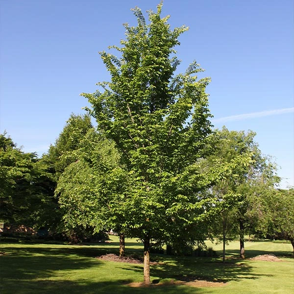 Emerald Sunshine® Elm Tree 3 Emerald Sunshine® Elm Tree