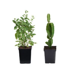 Healthy Superfoods Kit -Brighter Blooms Superfoods 1