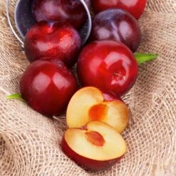 Superior Plum Tree 8 Superior Plum Tree -Brighter Blooms Superior Plum 4