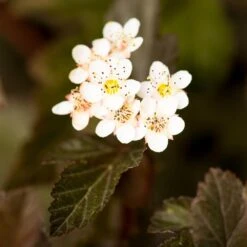 Sweet Cherry Tea Ninebark Shrub -Brighter Blooms Sweet Cherry Ninebark BB 5