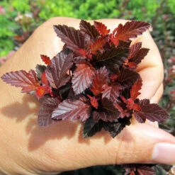 Sweet Cherry Tea Ninebark Shrub -Brighter Blooms Sweet Cherry Ninebark BB 4