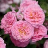 Sweet Drift® Rose 1 Sweet Drift® Rose -Brighter Blooms Sweet Drift Rose BB 600x600 b8cccc7e 7ba5 4b88 948c 8d2f7d44bc90