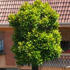 Sweetbay Magnolia Tree -Brighter Blooms Sweetbay Magnolia 6 BB