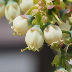 Sweetheart Blueberry Bush 11 Sweetheart Blueberry Bush -Brighter Blooms Sweetheart BLueberry 3
