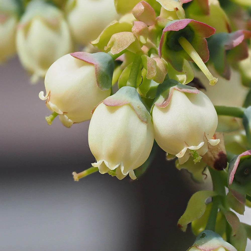 Sweetheart Blueberry Bush 6 Sweetheart Blueberry Bush - Image 4