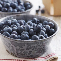 Sweetheart Blueberry Bush 10 Sweetheart Blueberry Bush -Brighter Blooms Sweetheart BLueberry 4