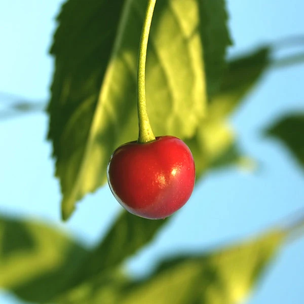 Sweetheart Cherry Tree 3 Sweetheart Cherry Tree