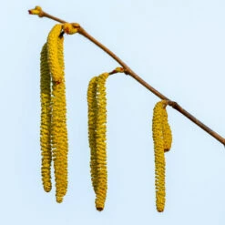 Theta Filbert Hazelnut Tree -Brighter Blooms THeta FIlbert Hazelnut 3