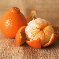 Minneola Tangelo Tree -Brighter Blooms Tangelo 4 BB