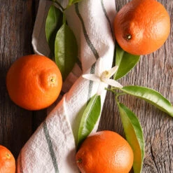 Minneola Tangelo Tree