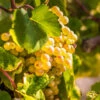 Tara Scuppernong Grape Vine -Brighter Blooms Tara muscadine Grapes BB 600x600 d8728904 4bad 4c3f a8c8 3b3e0d18b863