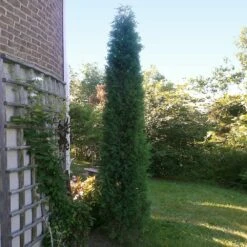 Taylor Juniper Tree -Brighter Blooms Taylors Juniper 2