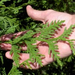 Thuja Green Giant Tree -Brighter Blooms Thuja Green Giant Tree 1 BB