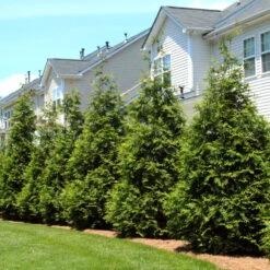 Thuja Green Giant Tree -Brighter Blooms Thuja Green Giant Tree 3 BB