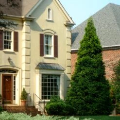 Thuja Green Giant Tree -Brighter Blooms Thuja Green Giant Tree 4 BB