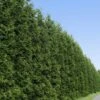 Thuja Green Giant Tree -Brighter Blooms Thuja Green Giant Tree BB 600x600 33b35905 5595 4f3f b409 78a208c28571
