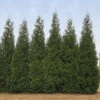 Junior Giant Thuja Tree -Brighter Blooms Thuja Junior Giant BB 600x600 4c8eaa9d c4eb 48c8 a308 3049941f0fac