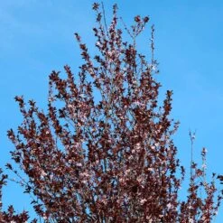 Thundercloud Plum Tree -Brighter Blooms Thundercloud Flowering Plum 4 BB