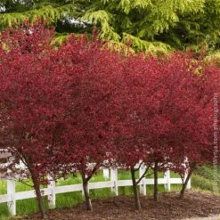 Thundercloud Plum Tree -Brighter Blooms Thundercloud Flowering Plum 5