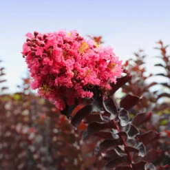 Thunderstruck™ Coral Boom™ Crape Myrtle -Brighter Blooms Thunderstruck Coral Bloom 5 BB