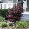 Thunderstruck™ Coral Boom™ Crape Myrtle -Brighter Blooms Thunderstruck Coral Bloom BB 600x600 c8f2dea8 7558 4222 b9f3 5bf7f47d7765