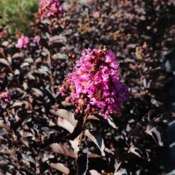 Thunderstruck™ Lavender Blast™ Crape Myrtle -Brighter Blooms Thunderstruck Lavender Blast 6