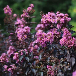 Thunderstruck™ Lavender Blast™ Crape Myrtle -Brighter Blooms Thunderstruck Lavender Blast 7