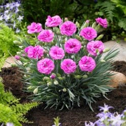 Scent First® Tickled Pink Dianthus -Brighter Blooms Tickled Pink 1