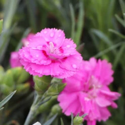 Scent First® Tickled Pink Dianthus -Brighter Blooms Tickled Pink 4 BB