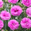 Scent First® Tickled Pink Dianthus -Brighter Blooms Tickled Pink Dinathus BB 600x600 15d4f3b9 75d3 4b22 9268 c9b5e6ca4a52