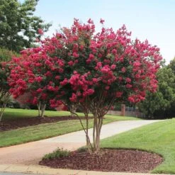 Tonto Red Crape Myrtle Tree -Brighter Blooms Tonto Crape Myrtle 2