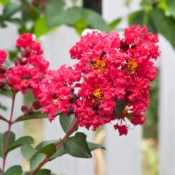 Tonto Red Crape Myrtle Tree -Brighter Blooms Tonto Crape Myrtle 3 BB