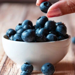 Top Hat Blueberry Bush 10 Top Hat Blueberry Bush -Brighter Blooms TopHat BLueberry 5 BB