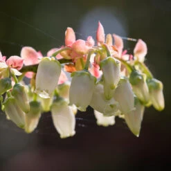 Toro Blueberry Bush -Brighter Blooms Toro Blueberry 3