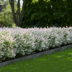 Tri-Color Willow Shrub -Brighter Blooms Tri Color Willow Shrub 1