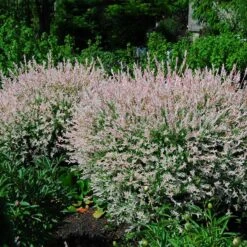 Tri-Color Willow Shrub