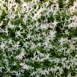 Tri-Color Willow Shrub -Brighter Blooms Tri color Willow 3 BB