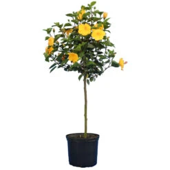 Yellow Tropical Hibiscus Tree 9 Yellow Tropical Hibiscus Tree -Brighter Blooms Tropical Hibiscus Yellow 4