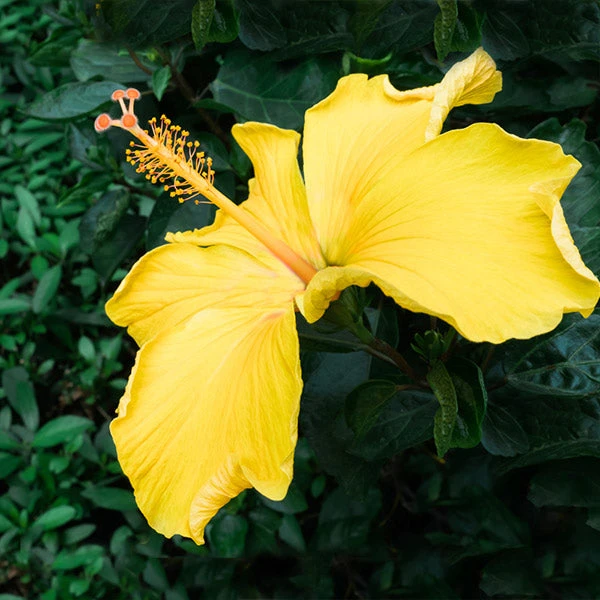 Yellow Tropical Hibiscus Tree 3 Yellow Tropical Hibiscus Tree