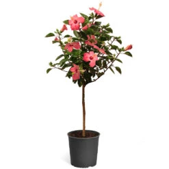 Pink Tropical Hibiscus Tree -Brighter Blooms Tropical Pink Hibiscus 2