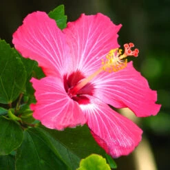 Pink Tropical Hibiscus Tree -Brighter Blooms Tropical Pink Hibiscus 3 BB