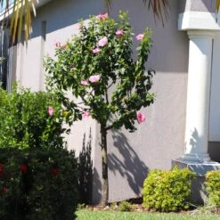 Pink Tropical Hibiscus Tree -Brighter Blooms Tropical Pink Hibiscus 6