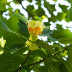Tulip Poplar Tree -Brighter Blooms Tulip Poplar 3 BB