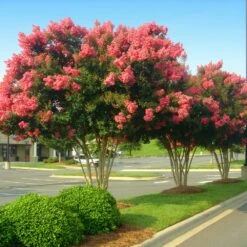 Tuscarora Crape Myrtle Tree -Brighter Blooms Tuscarora Crape myrtle 6 BB