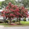 Tuscarora Crape Myrtle Tree -Brighter Blooms Tuscarora Crape myrtle BB 600x600 b5767d3d 77da 43e9 a623 302b69329031