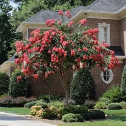 Tuscarora Crape Myrtle Tree -Brighter Blooms Tuscarora Crape myrtle single trunk